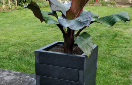 Black cube shaped planter with a banana plant
