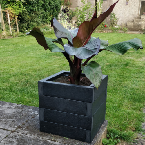 Black cube shaped planter with a banana plant in it set in a garden setting.