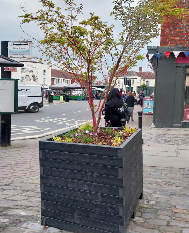 Japanese Maple in a Recycled Plastic Tree Planter